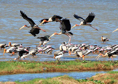Kalametiya wetland bird sanctuary boat safari