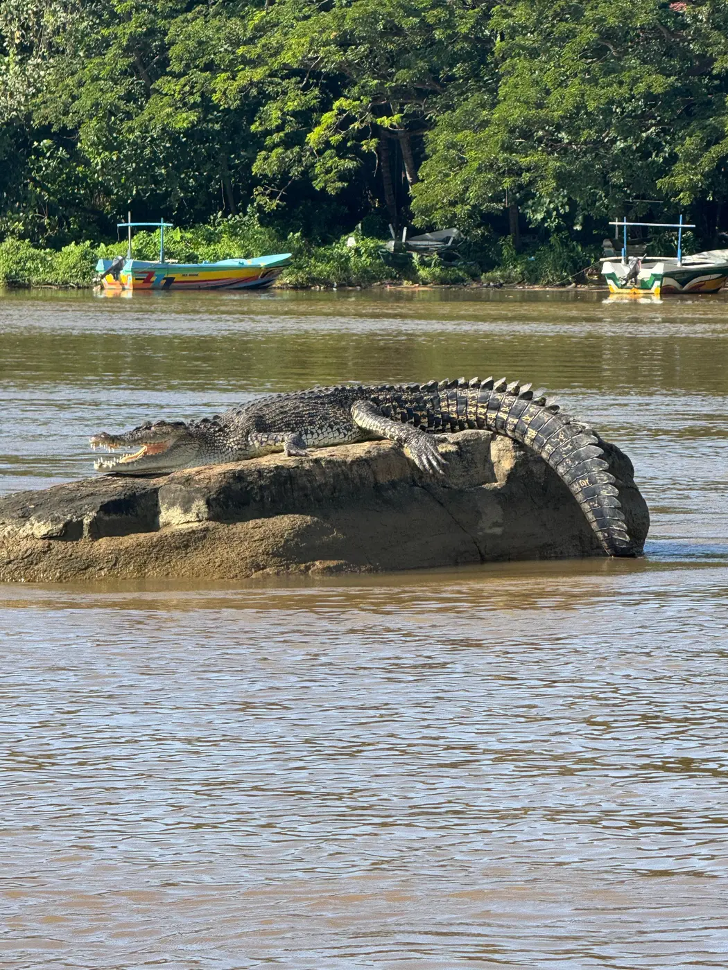 Nilwala river boat tour and mangrove cruise Matara
