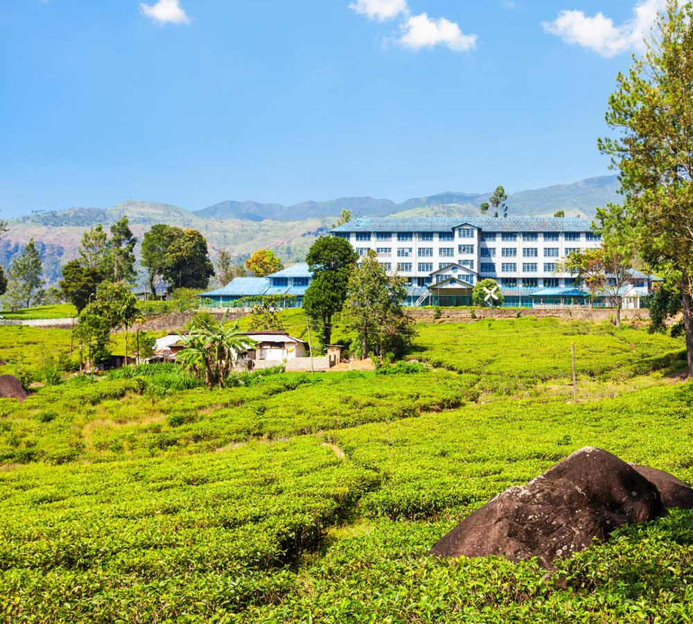 Handunugoda Virgin White Tea Factory plantation tour