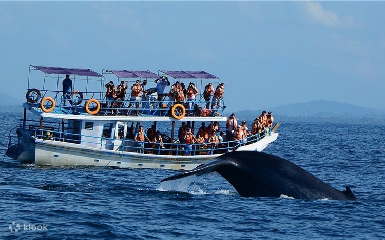 Whale watching boat tour in Mirissa near Matara